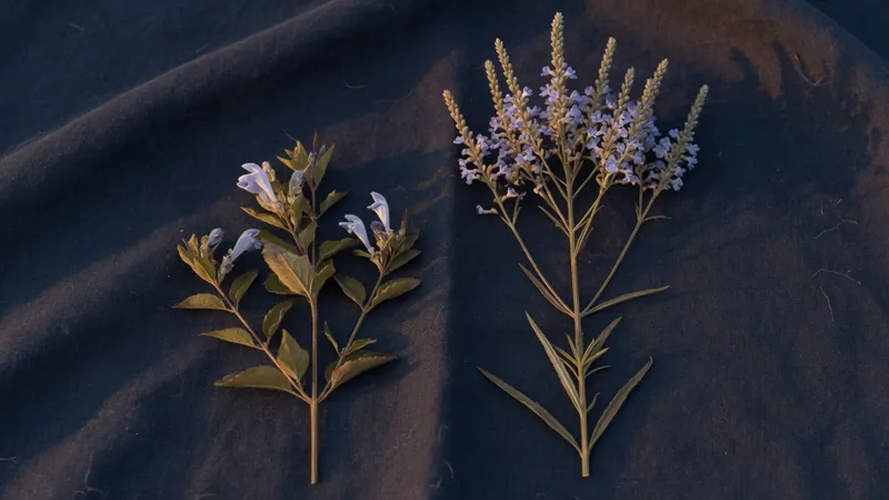 Two dried herb sprigs laid side by side on dark navy linen at dusk