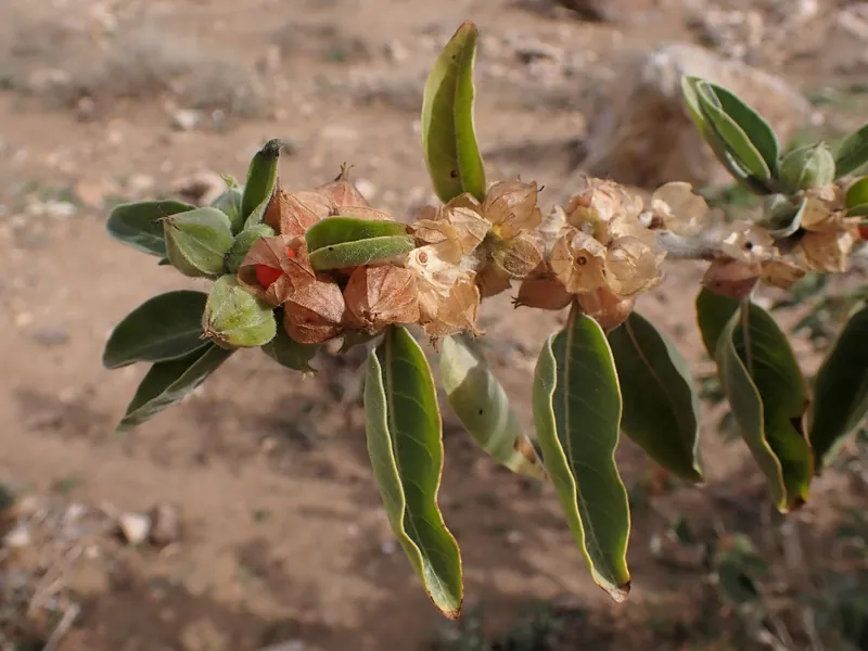 An ashwagandha branch with leaves and papery orange seed husks.