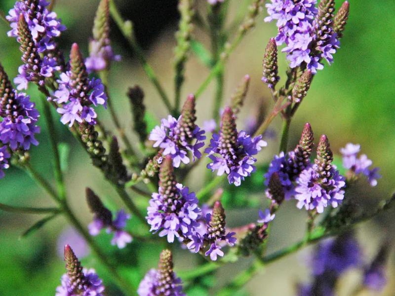Tall spikes of small purple blue vervain flowers.