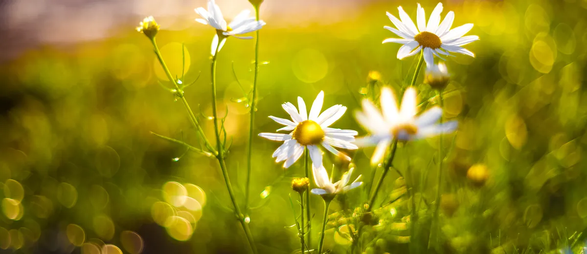 Wild chamomile flowers in golden evening light.