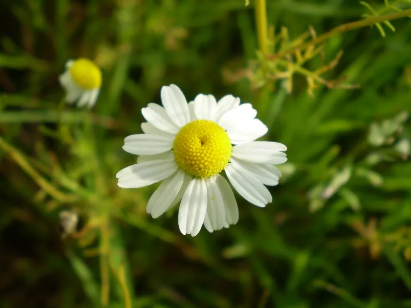 A chamomile flower with white petals and a yellow centre.