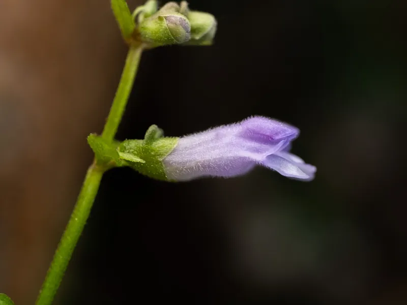 A single pale violet skullcap flower on its stem.