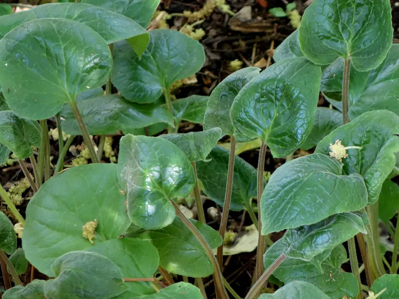 The broad green leaves of Indian valerian, Valeriana wallichii.